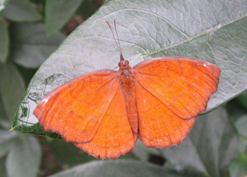 Réf. 284 479 : Ariadne ariadne